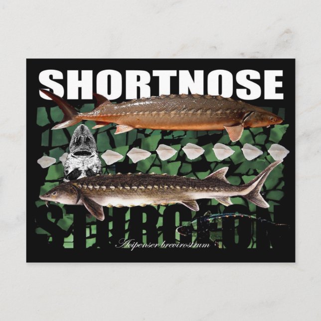 Shortnose Sturgeon Scutes PostCard Postkarte (Vorderseite)