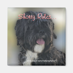 Shorty Lhasa Apso-Shih Tzu Magnet-personifizieren Magnet