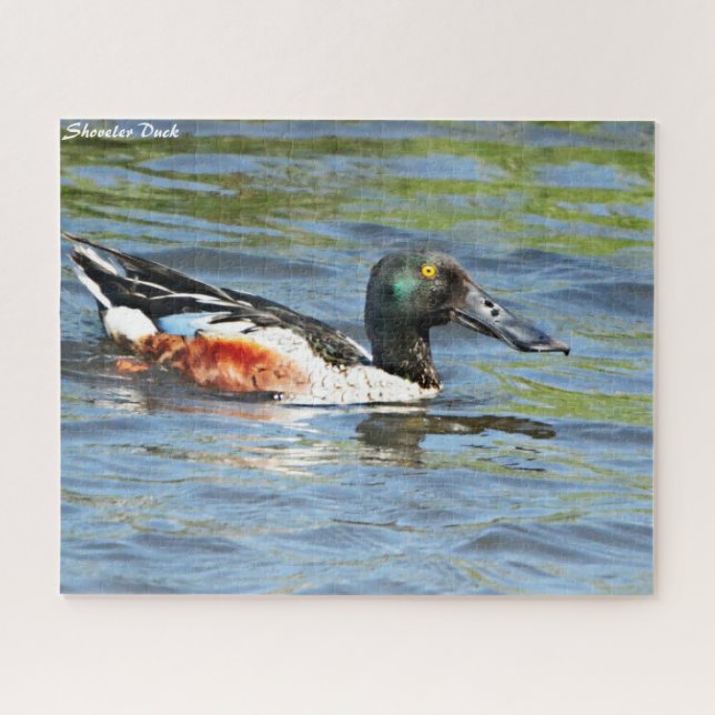 Shoveler Duck (Horizontal)