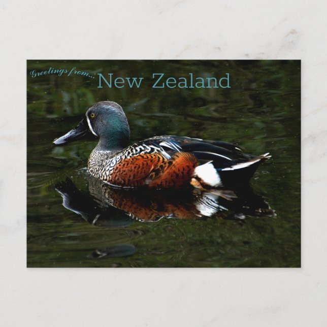 Shoveler Duck New Zealand Postkarte (Vorderseite)