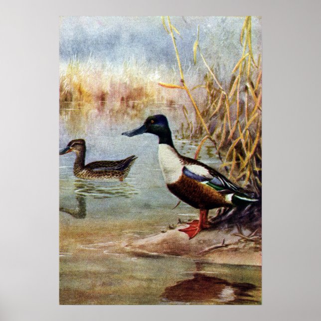 Shoveler Ducks Vintag Illustration Poster (Vorne)