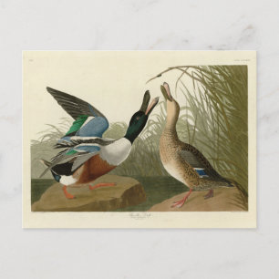 Shoveller Duck - von Audubon's Birds of America Postkarte