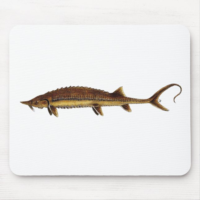 Shovelnose Stör - Scaphirhynchus platorynchus Mousepad (Vorne)