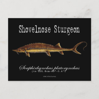 Shovelnose Sturgeon-Black-Postcard Postkarte