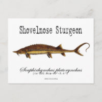 Shovelnose Sturgeon-White-Postcard