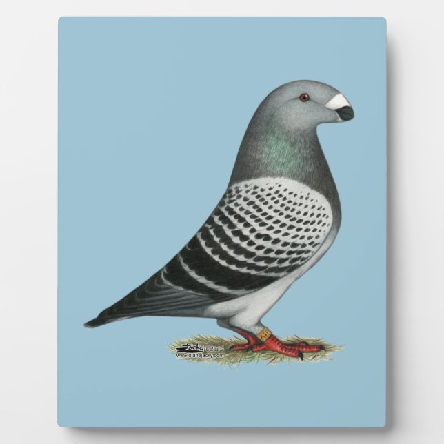 Show Racer Blue Checker Pigeon Fotoplatte (Vorderseite)