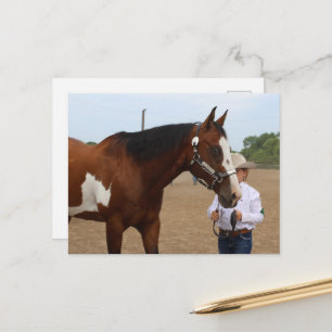 Showmanship Bay Paint Horse Postkarte