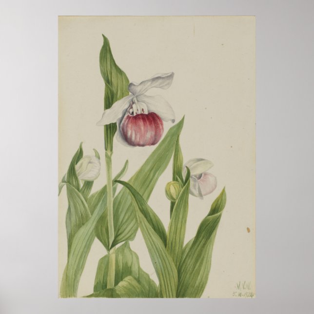 Showy Lady's Slipper (Cypripedium reginae) Poster (Vorne)