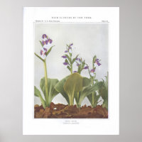 Showy Orchis - Galeorchis-Spezialitäten