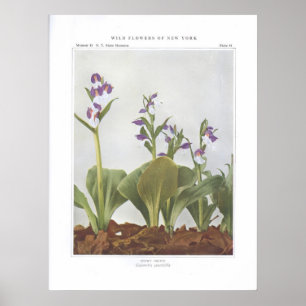 Showy Orchis - Galeorchis-Spezialitäten Poster