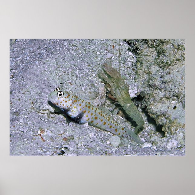Shrimp Goby und Partner Poster (Vorne)