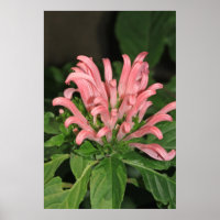 Shrimp Pflanze Nature Poster