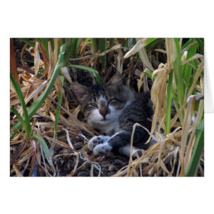 Shy Boy Cat Blank Card