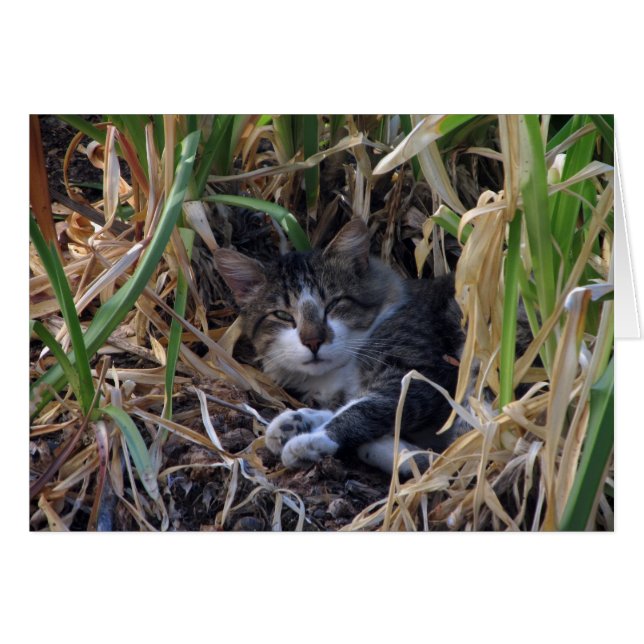 Shy Boy Cat Blank Card (Vorderseite (Horizontal))