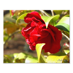 Shy Camelia Fotodruck