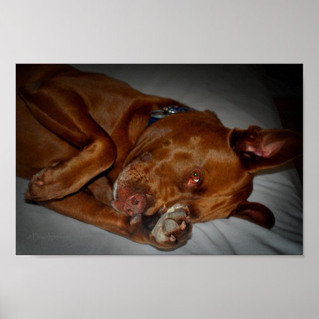 Shy Chocolate Labrador Pit Mix Dog Poster (Vorne)