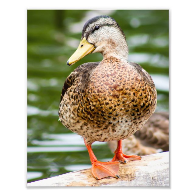 Shy Female Mallard Fotodruck (Vorne)