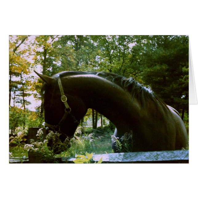 Shy Horse Fotografy Art (Vorderseite (Horizontal))