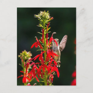 Shy Hummingbird Postkarte