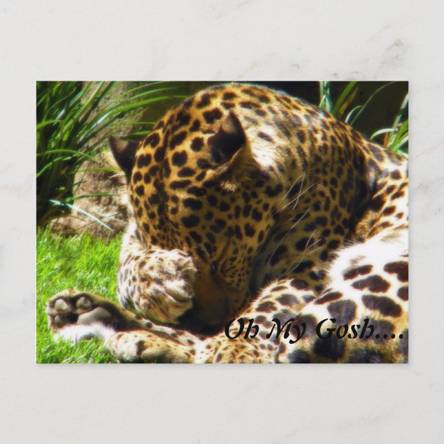 Shy Leopard vergesst mich nicht Postkarte (Vorderseite)