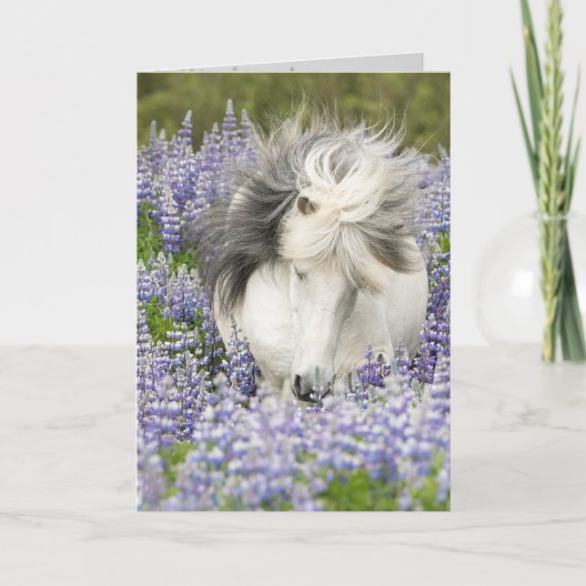 Shy Lupine Mare Horse Grußkarte Karte (Vorderseite)