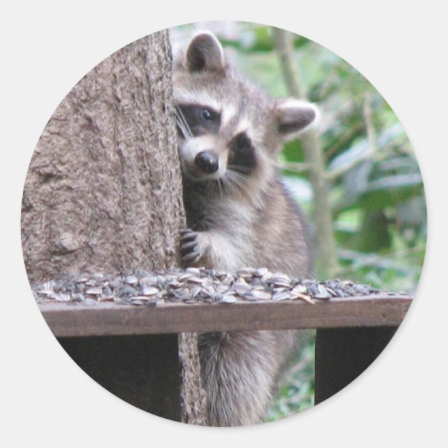 Shy Raccoon Sticker (Vorderseite)
