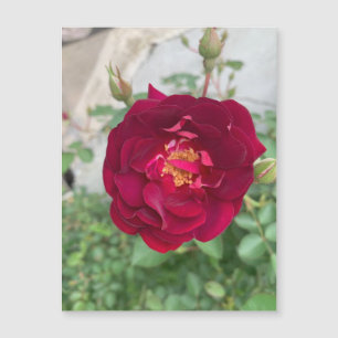 Shy Rose Magnet