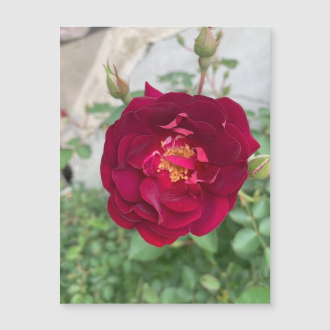 Shy Rose Magnet (Vorderseite)