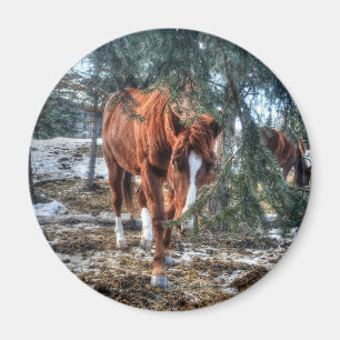 Shy Sorrel Mare und Branches Geschenk für Pferdefr Magnet