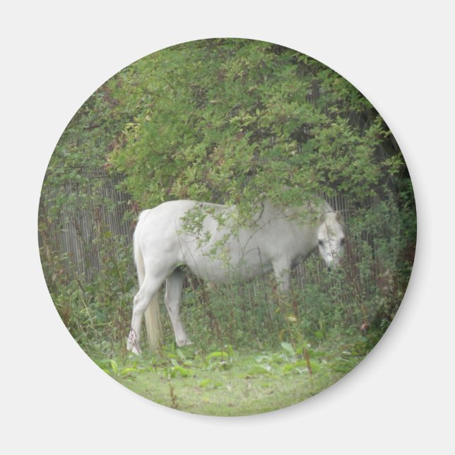 Shy White Horse Magnet (Vorne)