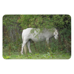 Shy White Horse Premium Magnet