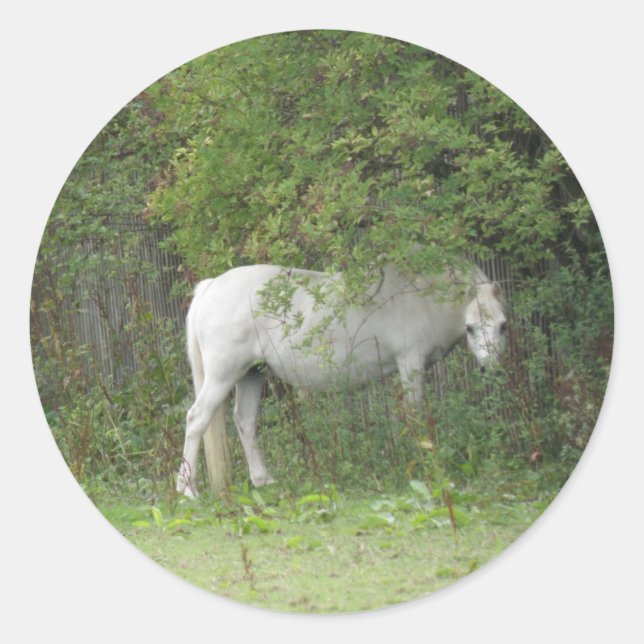 Shy White Horse Sticker (Vorderseite)