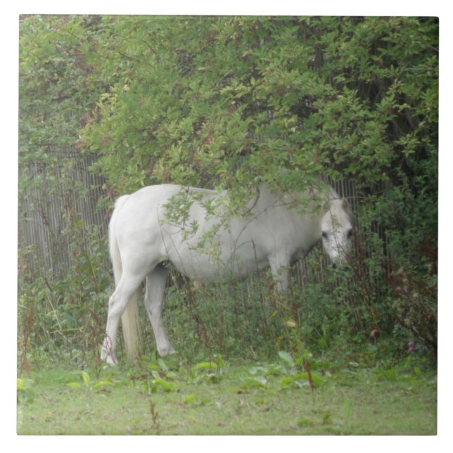 Shy White Horse Tile Fliese (Vorderseite)