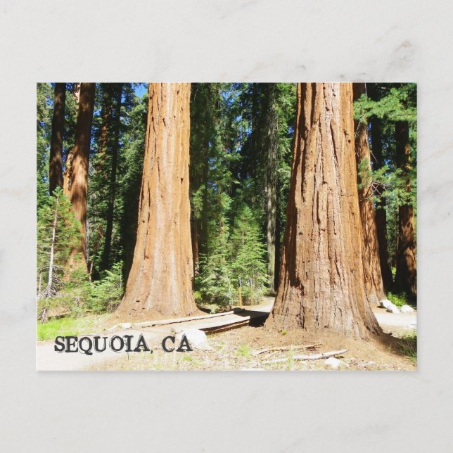 Si Belle Carte Postale Sequoia ! (Devant)