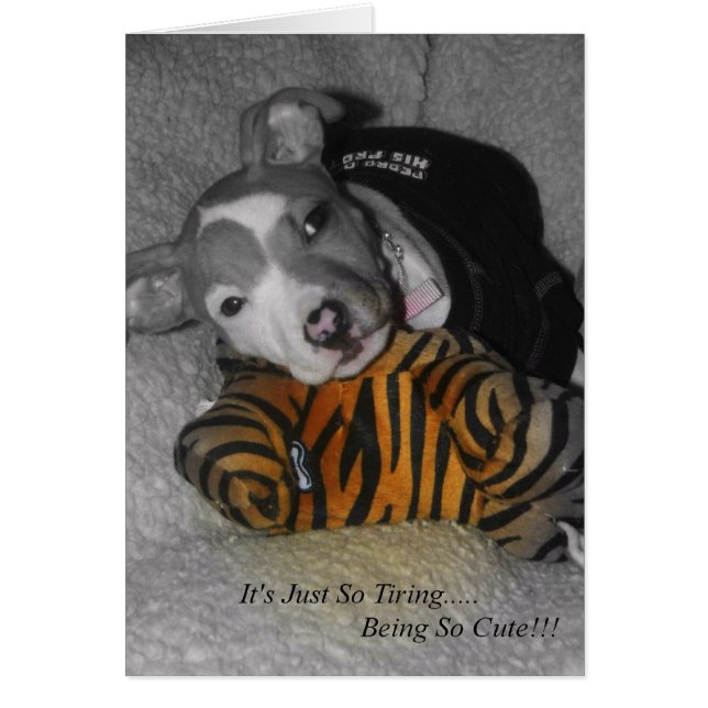 Si Tirant D'Être Si Mignonne ! (Devant)