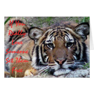Si vous aimez quelqu'un… Belle carte de tigre