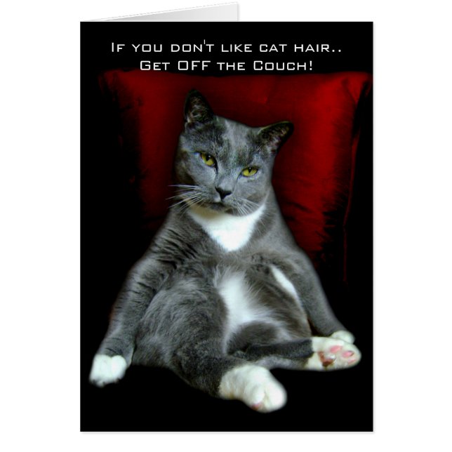 Si vous n'aimez pas les cheveux de chat.. Sors du  (Devant)