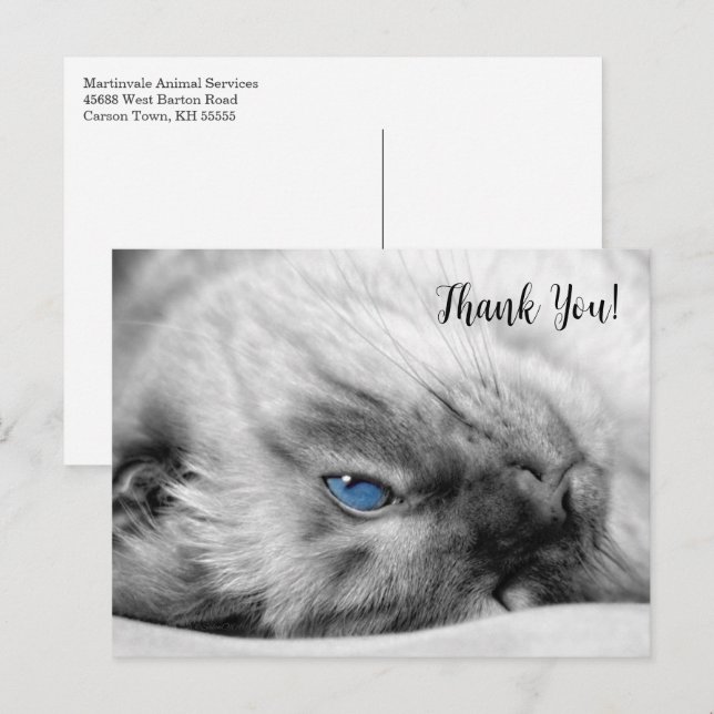 Siamese Blue Mit Augen Cat Vielen Dank Postkarte (Vorne/Hinten)