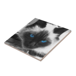 Siamese Cat Fliese
