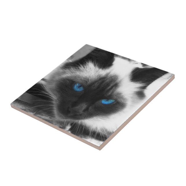 Siamese Cat Fliese (Seite)