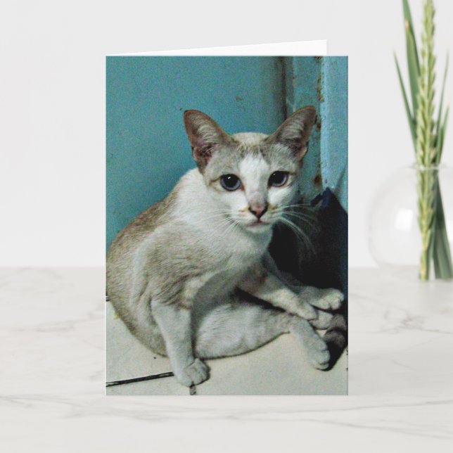 Siamese Cat Friend Karte (Vorderseite)