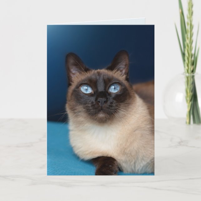 SIAMESE CAT GEBURTSTAG SCHÖNE Grußkarte Karte (Vorderseite)