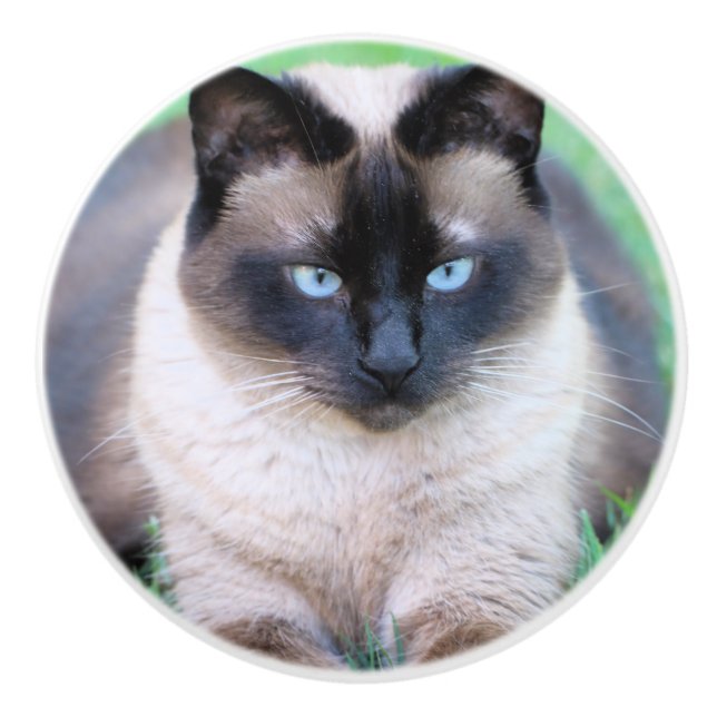 Siamese cat keramikknauf (Vorderseite)