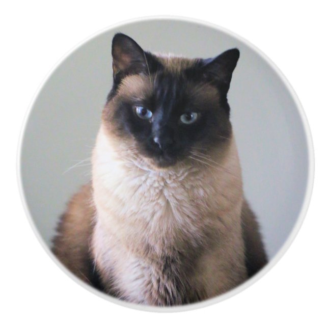 Siamese cat keramikknauf (Vorderseite)