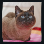 Siamese Cat Kopftuch<br><div class="desc">Eine schöne siamesische Katze dekoriert diese schöne Bandana</div>
