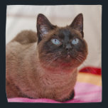 Siamese Cat Kopftuch<br><div class="desc">Eine schöne siamesische Katze dekoriert diese schöne Bandana</div>