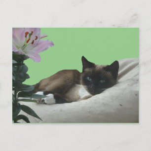 Siamese Cat Nah Up DIY Postkarte
