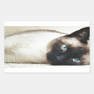 Siamese Cat Pet Purr Meow Kitty Destiny Art Rechteckiger Aufkleber