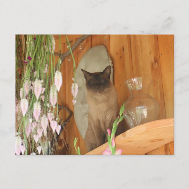 Siamese Cat Posing #1 Tier Postkarte (Vorderseite)