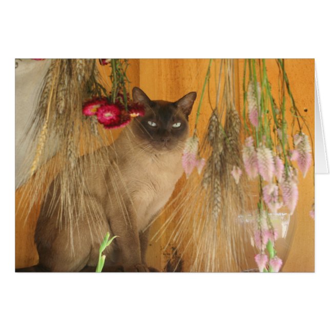 Siamese Cat Posing Fotocard #3 (Vorderseite (Horizontal))